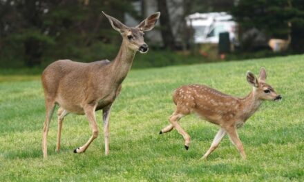 Deer jumps through school cafeteria window during breakfast