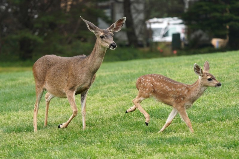 Deer jumps through school cafeteria window during breakfast