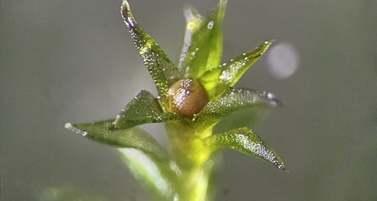 Moss Survived 9 Months in The Vacuum of Space