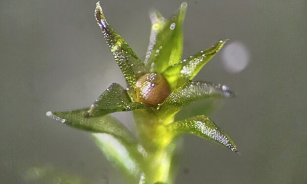 Moss Survived 9 Months in The Vacuum of Space