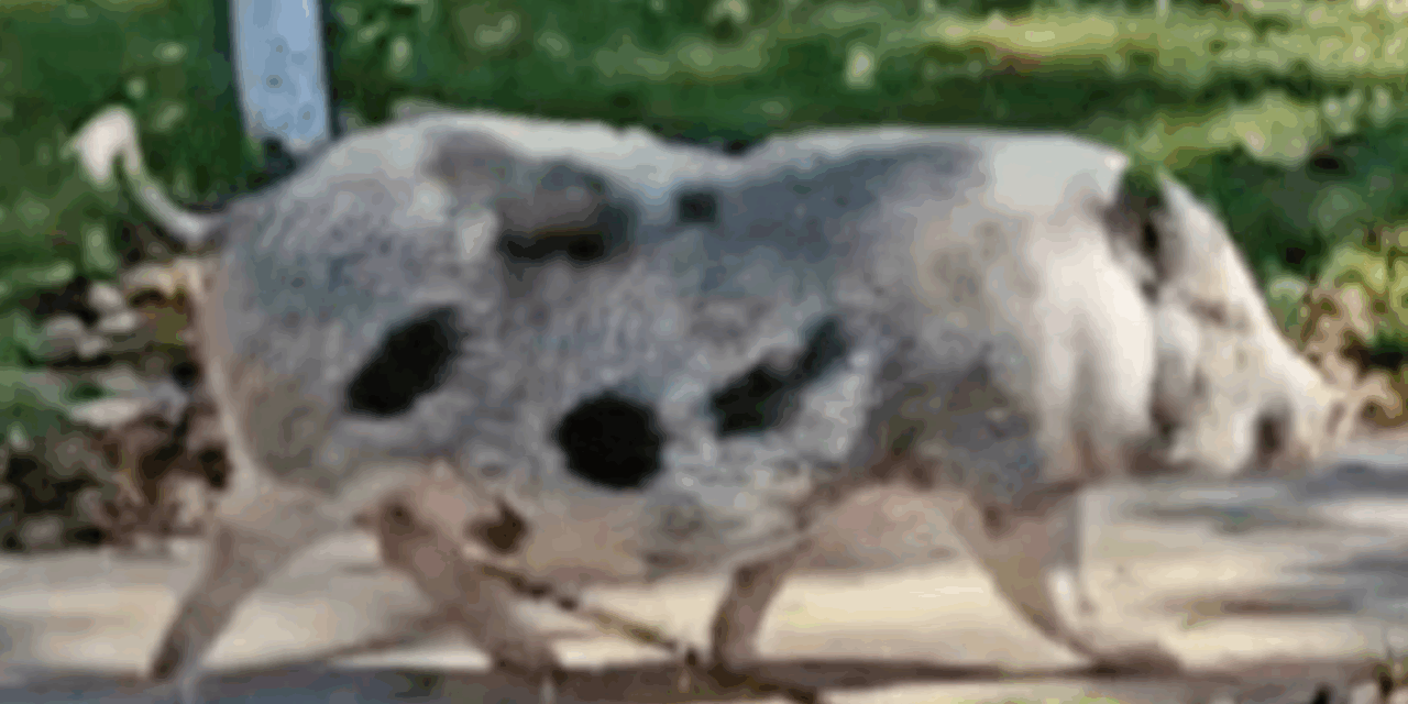 Loose pig named Breakfast causes chaos in Buffalo, N.Y., neighborhood