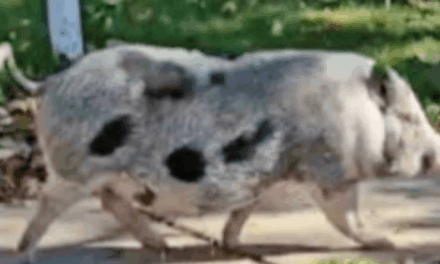 Loose pig named Breakfast causes chaos in Buffalo, N.Y., neighborhood