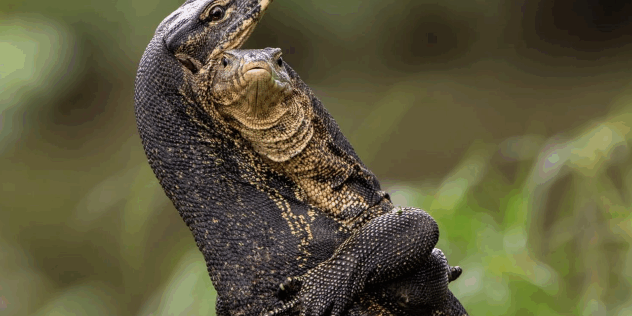 Comedy Wildlife Awards 2025: The funniest animal photos of the year