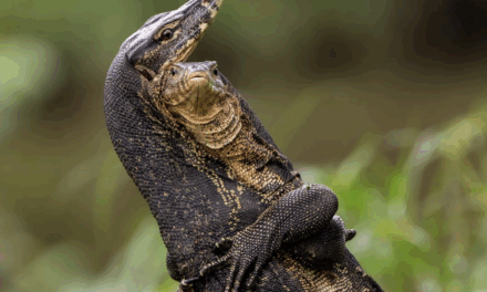 Comedy Wildlife Awards 2025: The funniest animal photos of the year