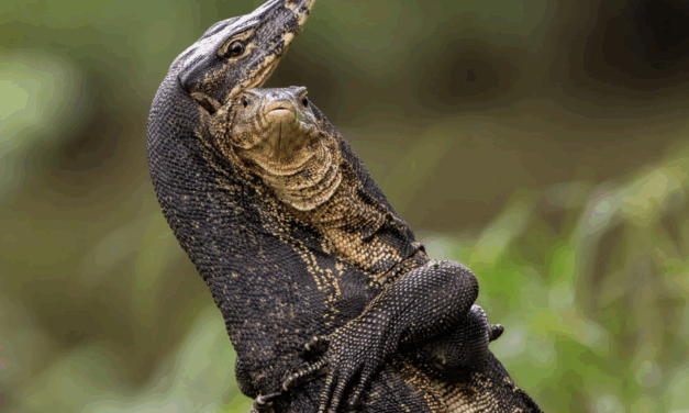 Comedy Wildlife Awards 2025: The funniest animal photos of the year