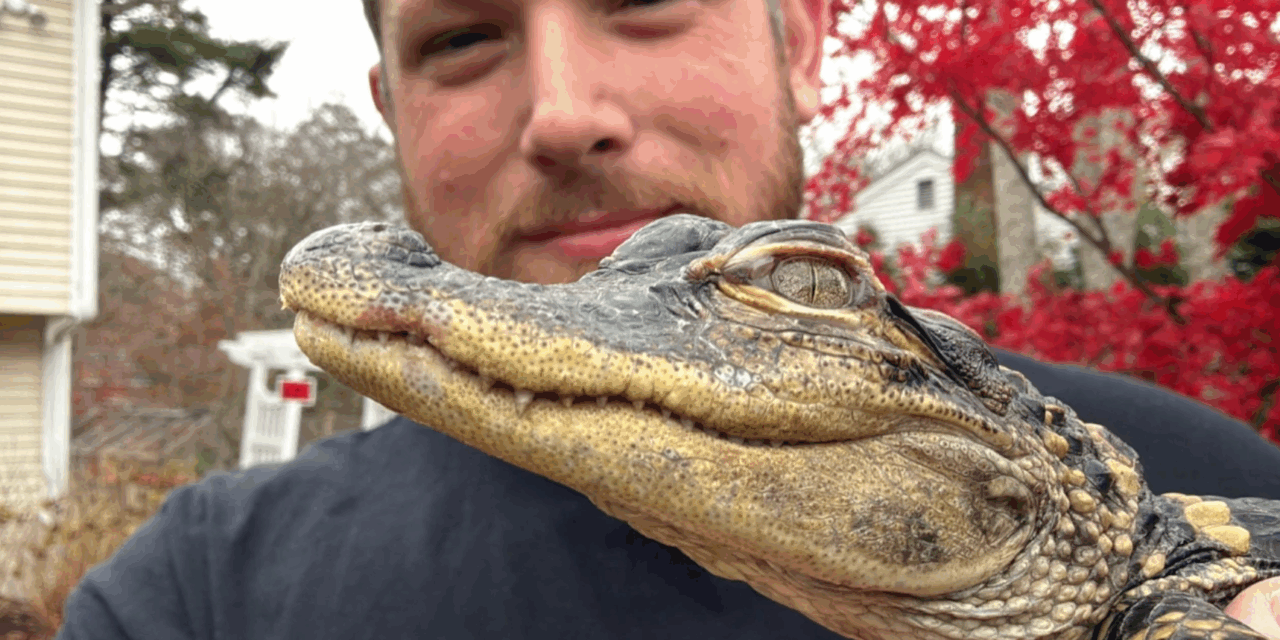 Small alligator rescued in Boston after slithering into the city’s heart on social media
