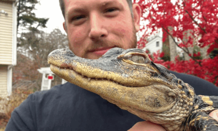Small alligator rescued in Boston after slithering into the city’s heart on social media