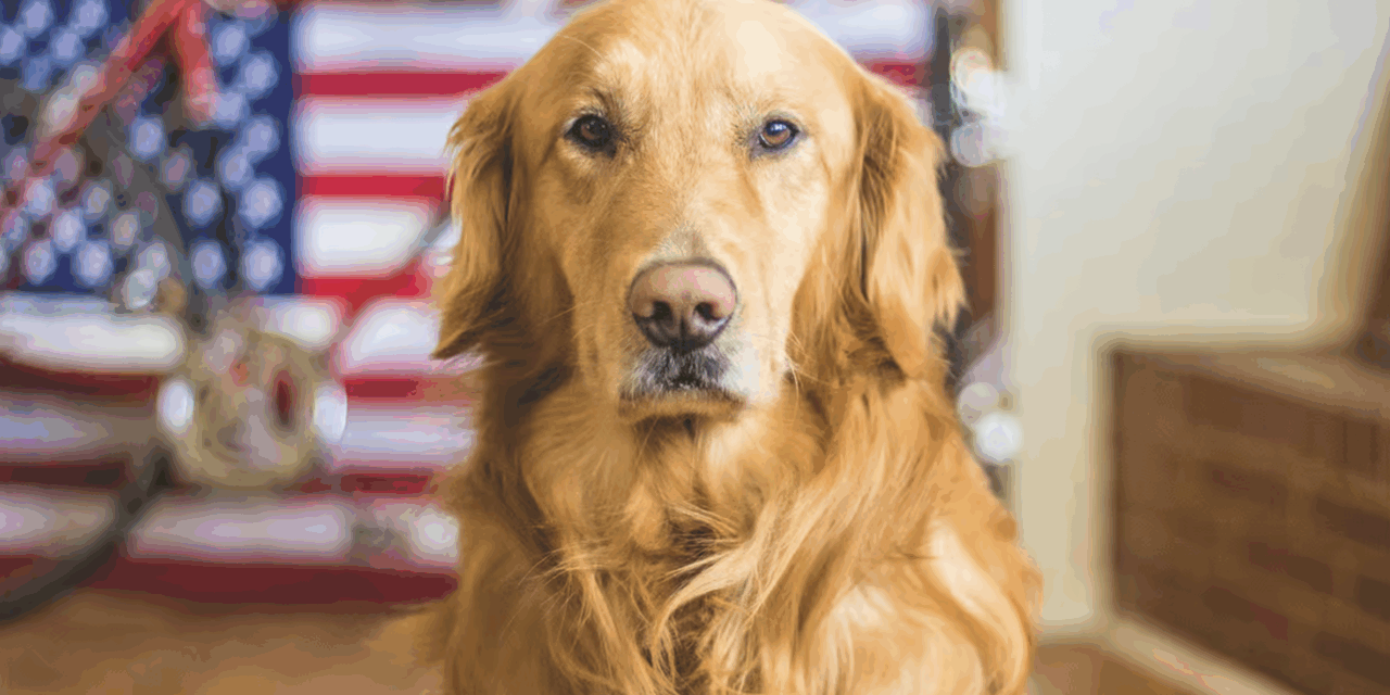 Dog accidentally shoots owner with rifle after jumping on bed