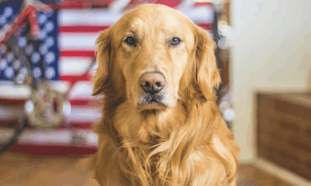 Dog accidentally shoots owner with rifle after jumping on bed