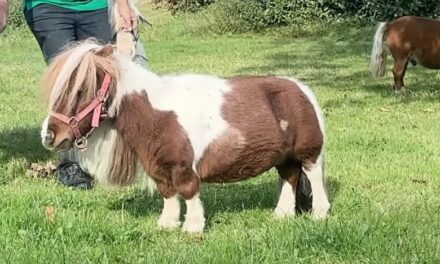 World’s shortest horse measures just 21.1 inches tall