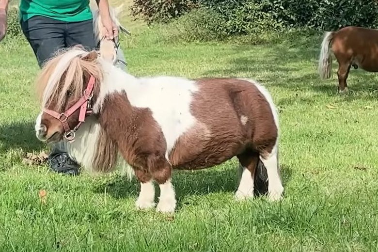World’s shortest horse measures just 21.1 inches tall