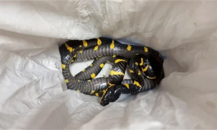 Travel Man smuggles nearly 200 exotic animals stuffed in his luggage: See the wild photos