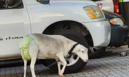 Diaper-wearing sheep takes a ride on high-speed passenger train