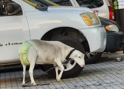 Diaper-wearing sheep takes a ride on high-speed passenger train