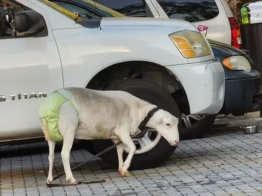 Diaper-wearing sheep takes a ride on high-speed passenger train