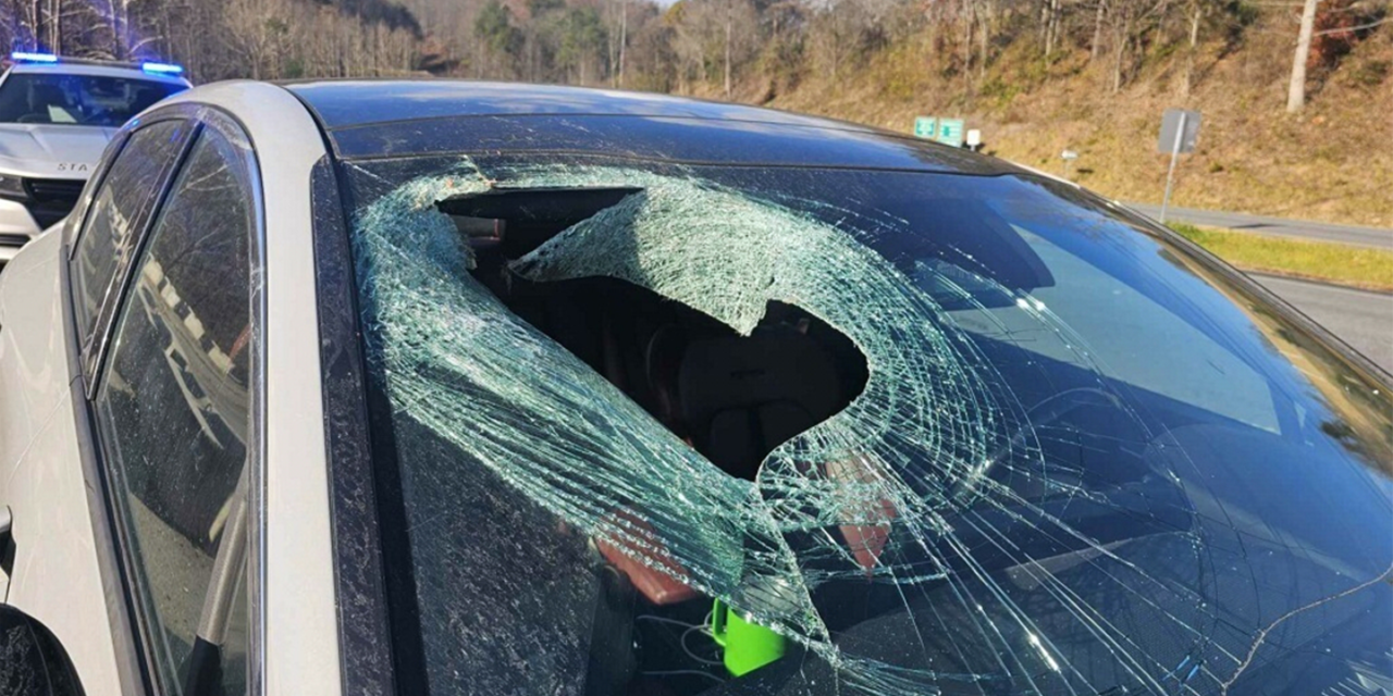 North Carolina driver says bald eagle dropped cat through her windshield: ‘You may not believe me’