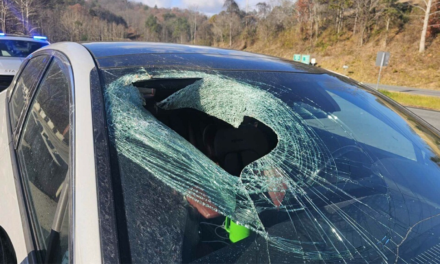 North Carolina driver says bald eagle dropped cat through her windshield: ‘You may not believe me’
