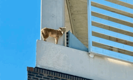 Coyote causes a scene on ledge outside Florida hotel