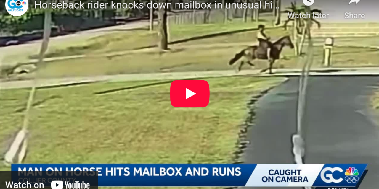 Speeding horse takes out Florida family’s mailbox