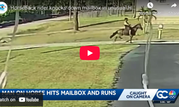 Speeding horse takes out Florida family’s mailbox