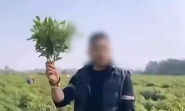 Viral Social Media Post Leads to Farmers’ Pepper Fields Getting Looted En Masse