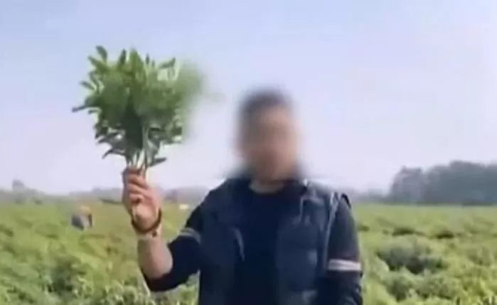 Viral Social Media Post Leads to Farmers’ Pepper Fields Getting Looted En Masse