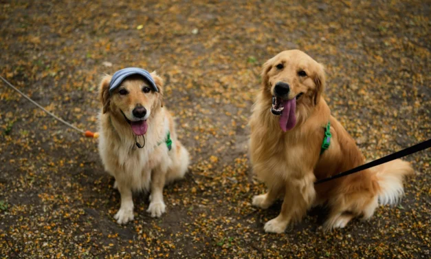 A symphony of woofs: This is what happens when 2,397 golden retrievers gather in an Argentina park