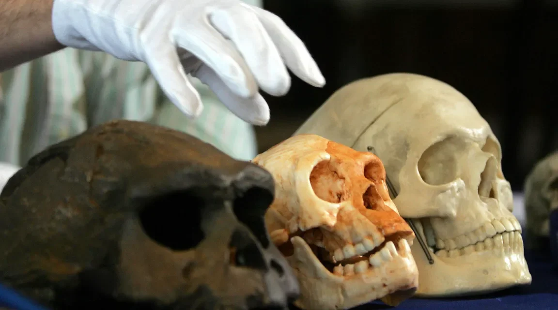 Scientists Investigate What Killed Off Hobbit-Like Species