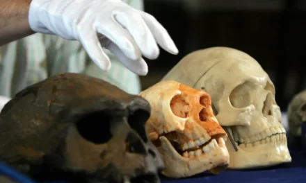 Scientists Investigate What Killed Off Hobbit-Like Species