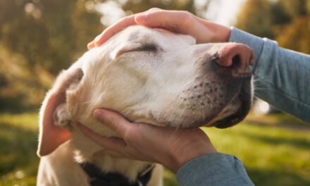 Scientists Found the Formula to Calculate Your Dog’s Actual Age—And It’s Not What You Expect
