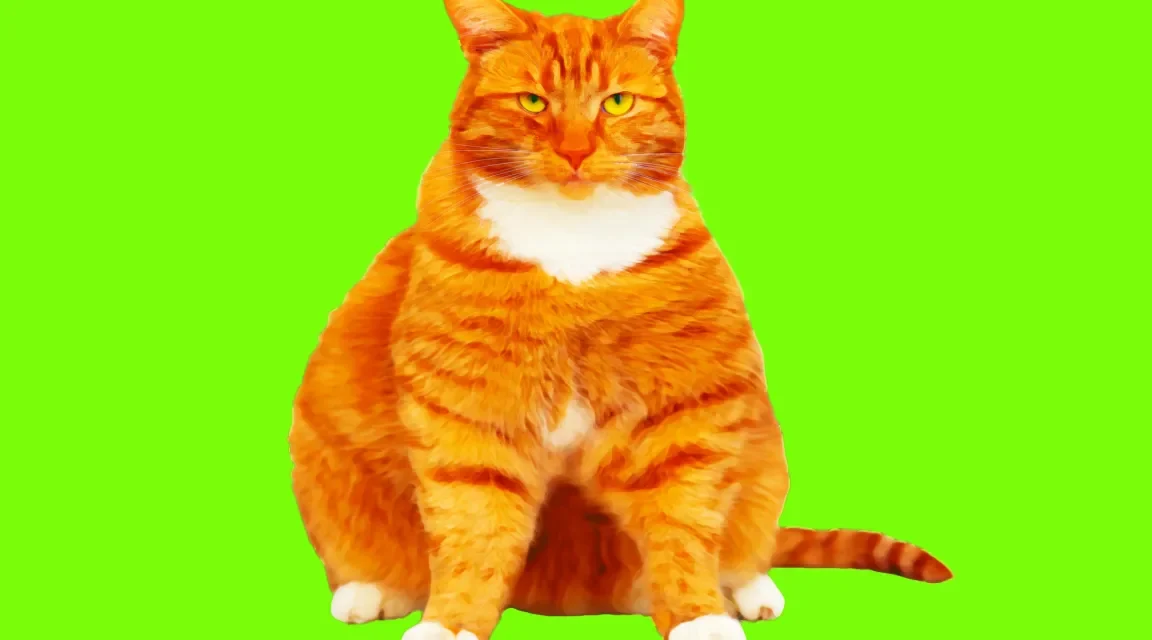 Scientists Testing GLP-1s for Overweight Dogs and Cats