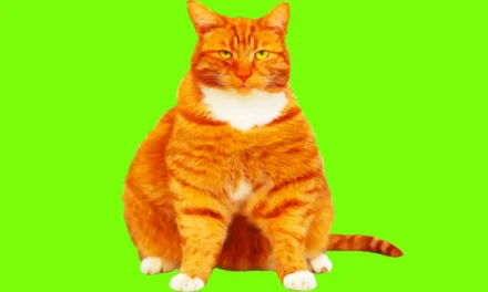 Scientists Testing GLP-1s for Overweight Dogs and Cats