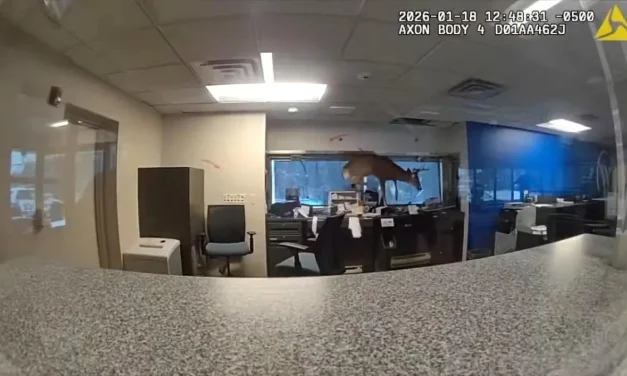 Burglary alarm at New York bank triggered by intruding deer