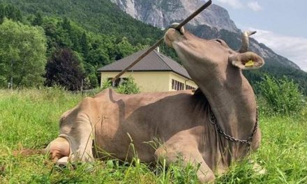 Austrian researchers document first case of a cow using a tool