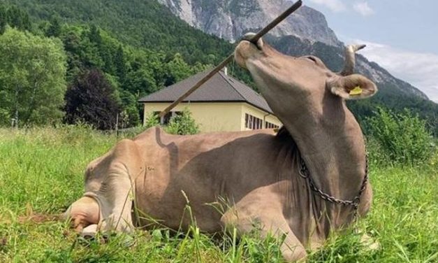 Austrian researchers document first case of a cow using a tool