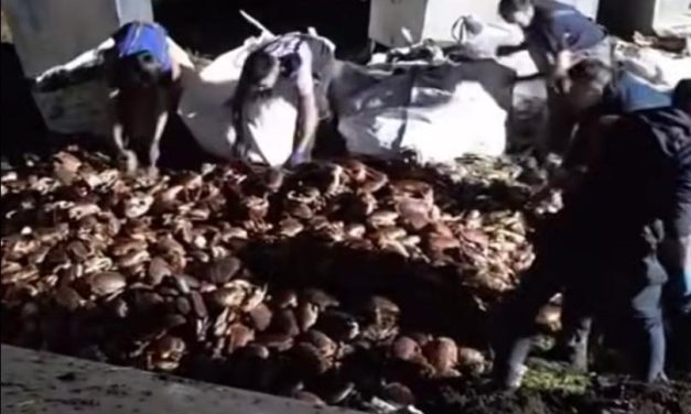 Crashed truck releases 15,000 live crabs next to road