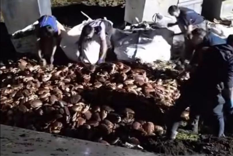 Crashed truck releases 15,000 live crabs next to road