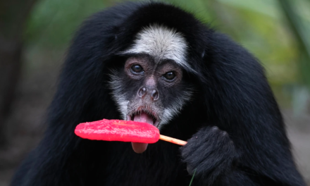 Rio de Janeiro zoo animals are treated to popsicles as the city faces scorching summer weather