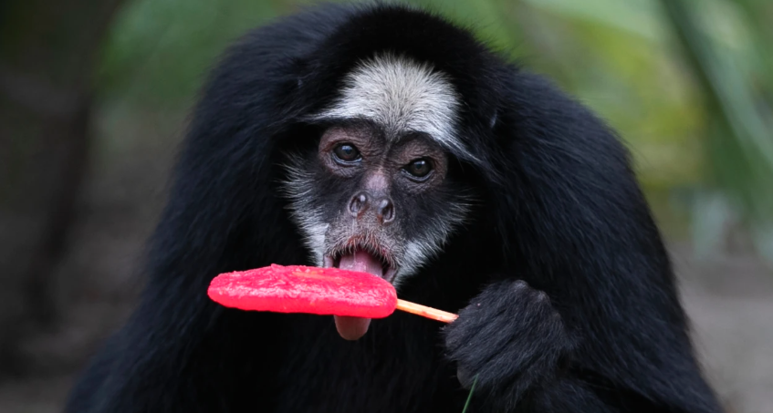 Rio de Janeiro zoo animals are treated to popsicles as the city faces scorching summer weather