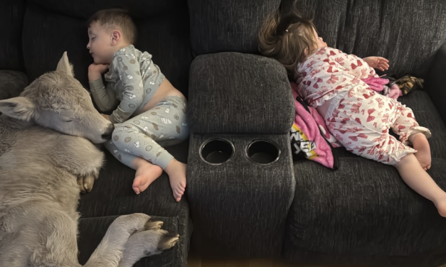 Newborn calf struggling in deep freeze brought indoors to curl up on couch