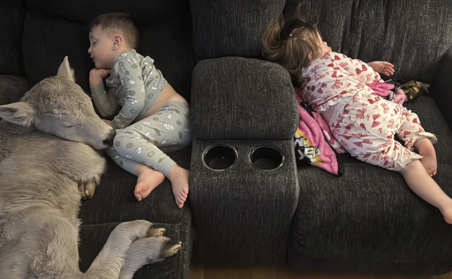 Newborn calf struggling in deep freeze brought indoors to curl up on couch