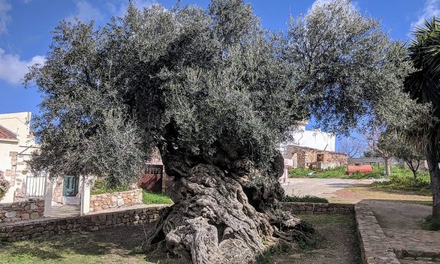 The World’s Oldest Living Olive Tree Has Been Around for About 3,000 Years
