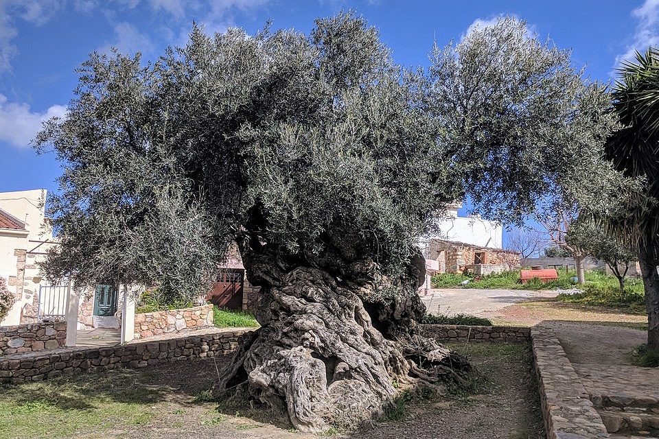 The World’s Oldest Living Olive Tree Has Been Around for About 3,000 Years
