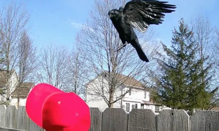 Man Trains Crows to Attack MAGA Hats