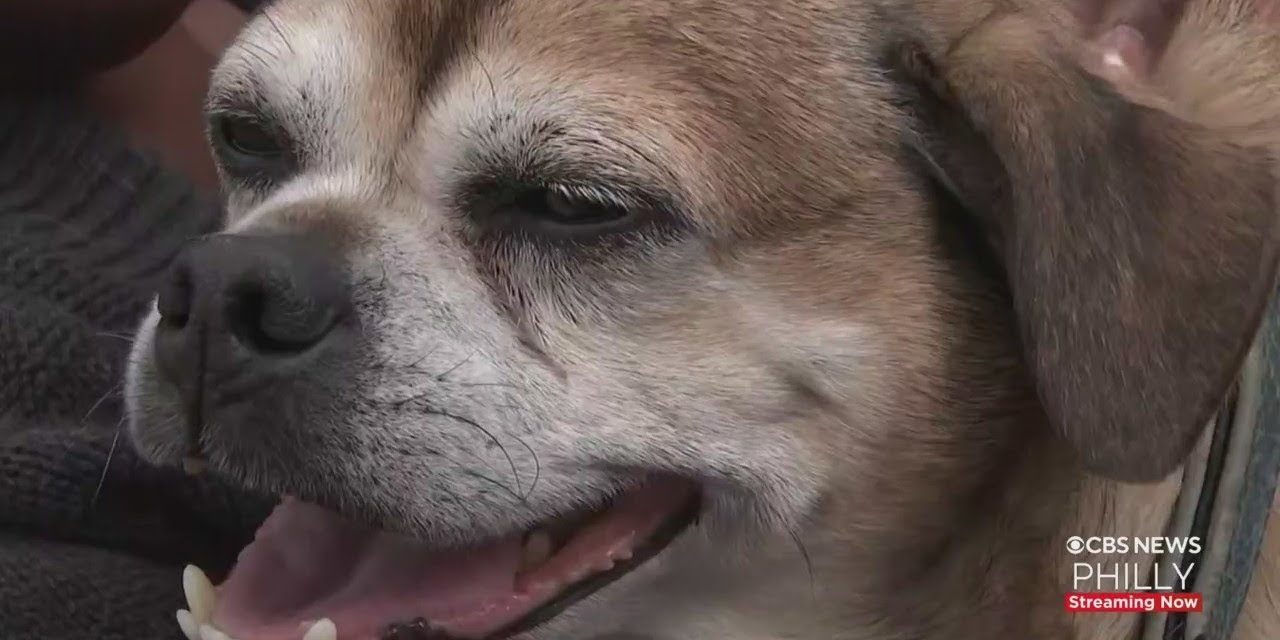 Lost dog found in Philadelphia after four years
