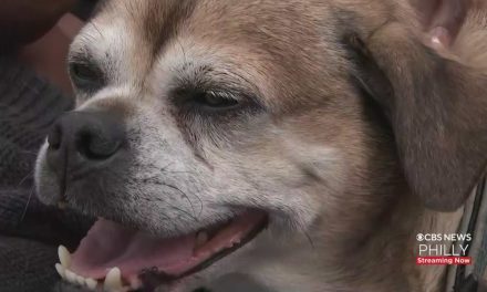 Lost dog found in Philadelphia after four years