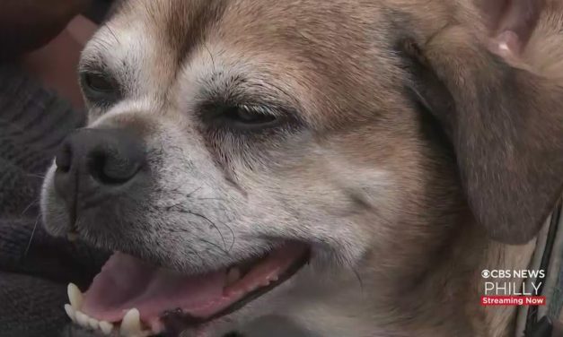 Lost dog found in Philadelphia after four years