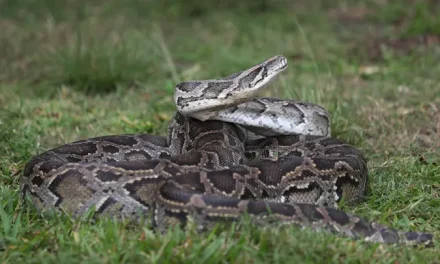 Woman wakes up with 8-foot python coiled on her chest while sleeping: ‘Don’t move’