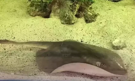Tragic story of virgin stingray that ‘got pregnant in tank by herself’