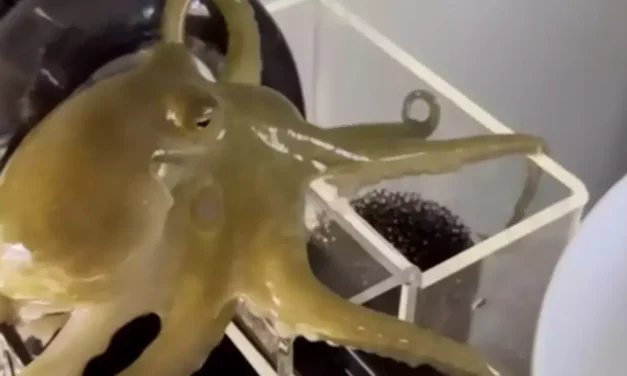 Dad shared message after buying pet octopus for nine-year-old son that destroyed their home